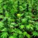 Ganja cultivation