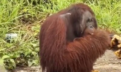 Orangutan 1200x630 1
