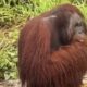 Orangutan 1200x630 1