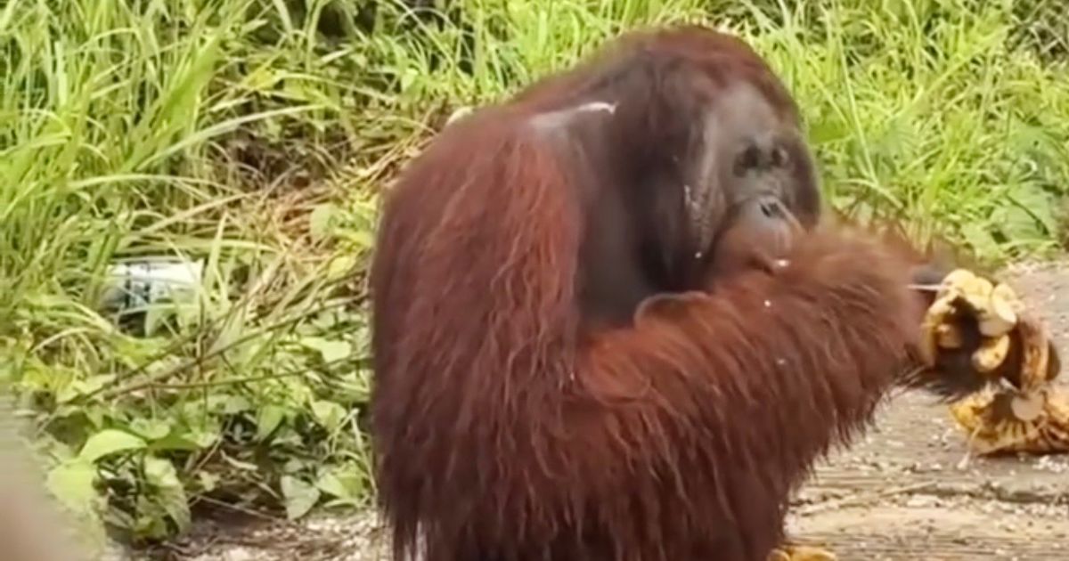 Geger! Orang Utan Solo Safari Lepas Pengaman Elektrik Sendiri hingga Kabur ke Jalan Raya 51 Orangutan 1200x630 1