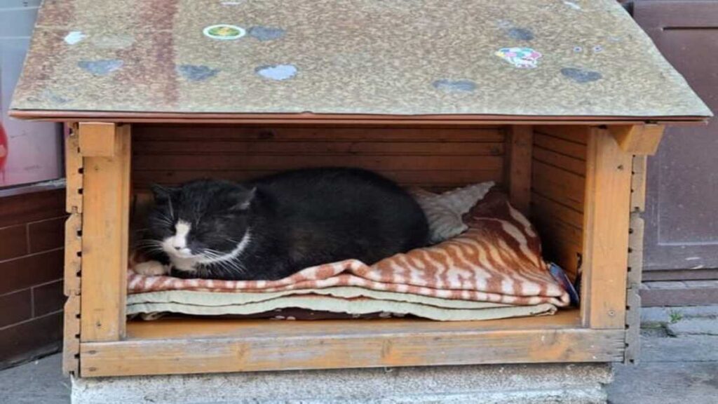Unik! Alasan Ilmiah Kenapa Kucing Suka Kardus Bekas 52 WhatsApp Image 2026 08 21 at 08.52.32 1