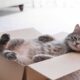 Unik! Alasan Ilmiah Kenapa Kucing Suka Kardus Bekas 55 WhatsApp Image 2026 08 21 at 08.52.33 1 1