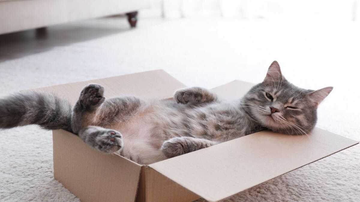 Unik! Alasan Ilmiah Kenapa Kucing Suka Kardus Bekas 51 WhatsApp Image 2026 08 21 at 08.52.33 1 1