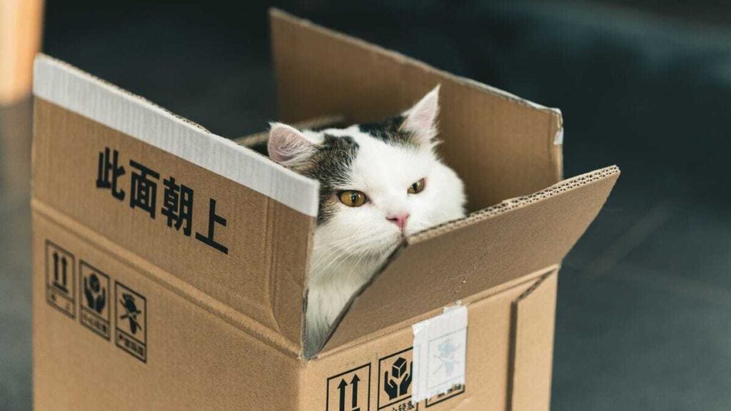 Unik! Alasan Ilmiah Kenapa Kucing Suka Kardus Bekas 53 WhatsApp Image 2026 08 21 at 08.52.33 2