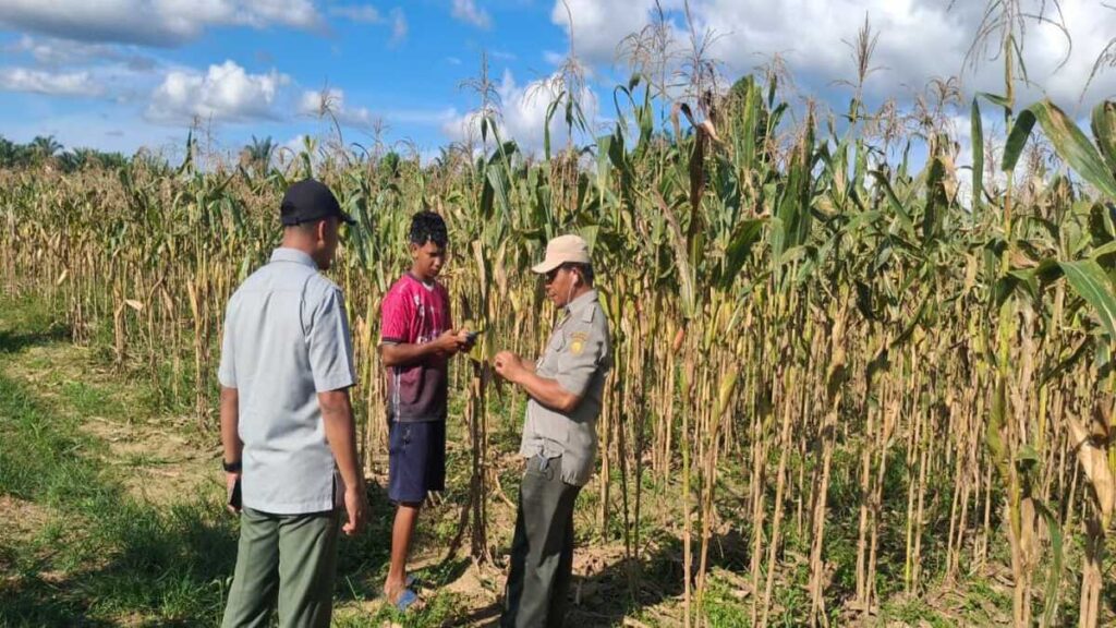 Papua Barat Mulai Panen Bibit Jagung untuk Mandiri Pangan 53 WhatsApp Image 2026 08 21 at 10.48.50 2 1
