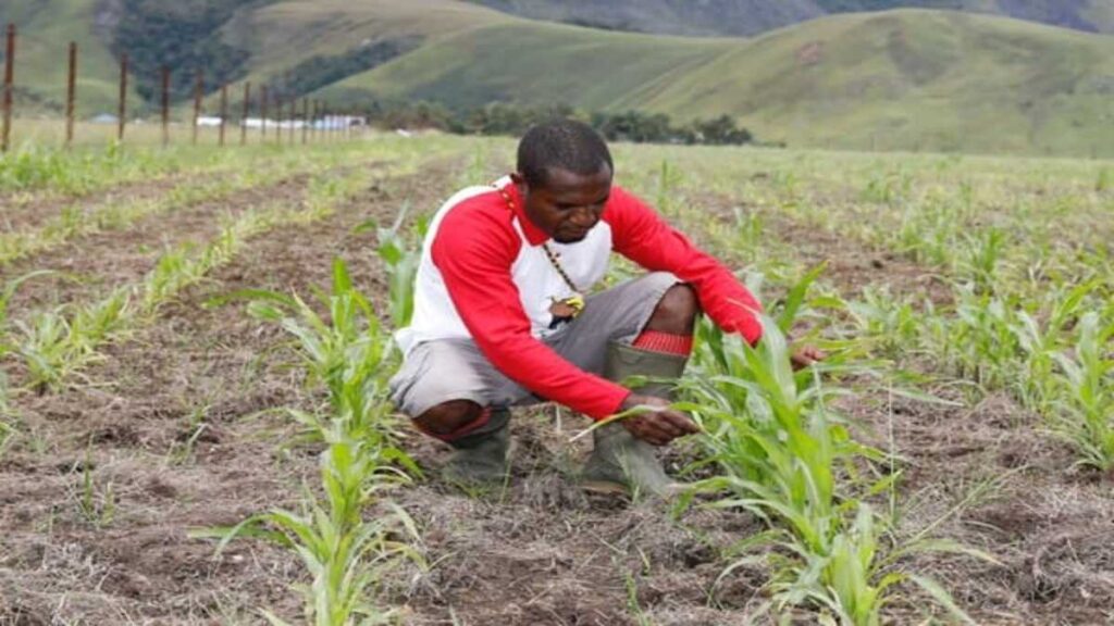 Papua Barat Mulai Panen Bibit Jagung untuk Mandiri Pangan 52 WhatsApp Image 2026 08 21 at 10.48.50 3 1