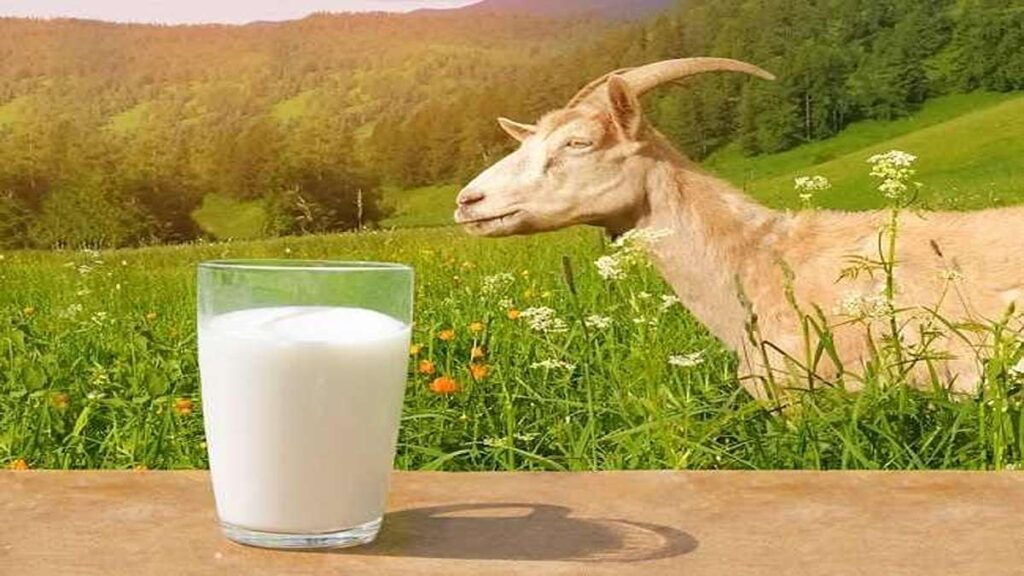 Perbandingan Jumlah Protein Berbagai Jenis Susu dari Almond hingga Susu Sapi 55 Segelas susu kambing segar di atas meja dengan latar belakang padang rumput hijau dan seekor kambing
