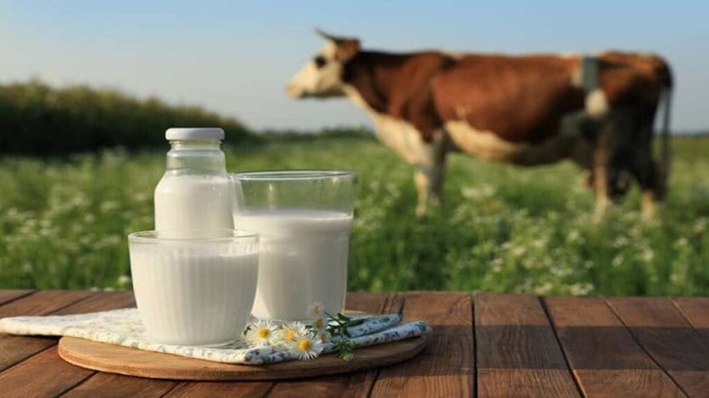 Perbandingan Jumlah Protein Berbagai Jenis Susu dari Almond hingga Susu Sapi 52 Sebotol susu dan dua gelas susu di atas meja kayu dengan latar belakang padang rumput dan sapi