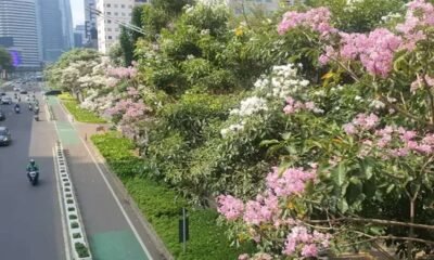 Pohon tabebuya berbunga merah muda dan putih di tepi jalan raya perkotaan
