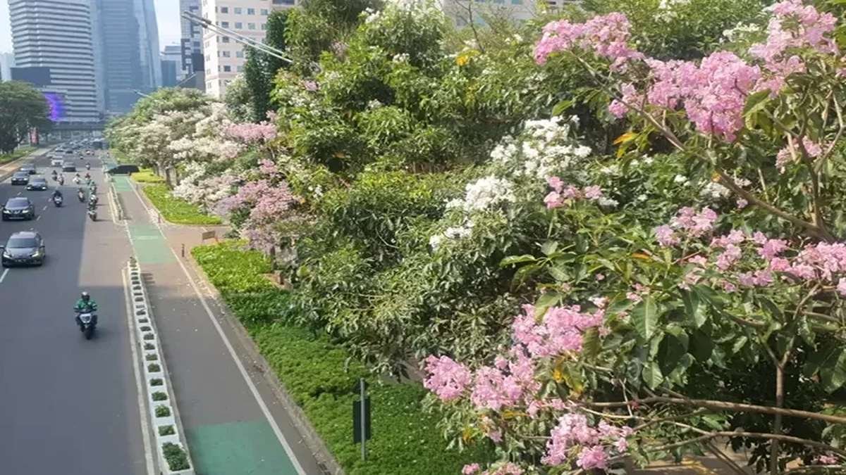 Pohon tabebuya berbunga merah muda dan putih di tepi jalan raya perkotaan