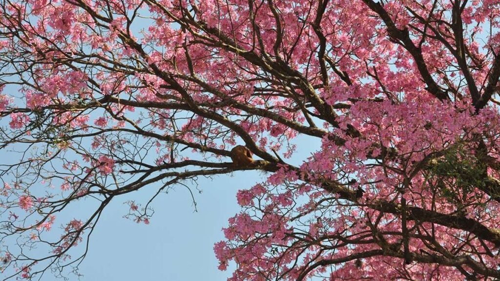 Pohon tabebuya dengan bunga merah muda yang lebat di bawah langit biru