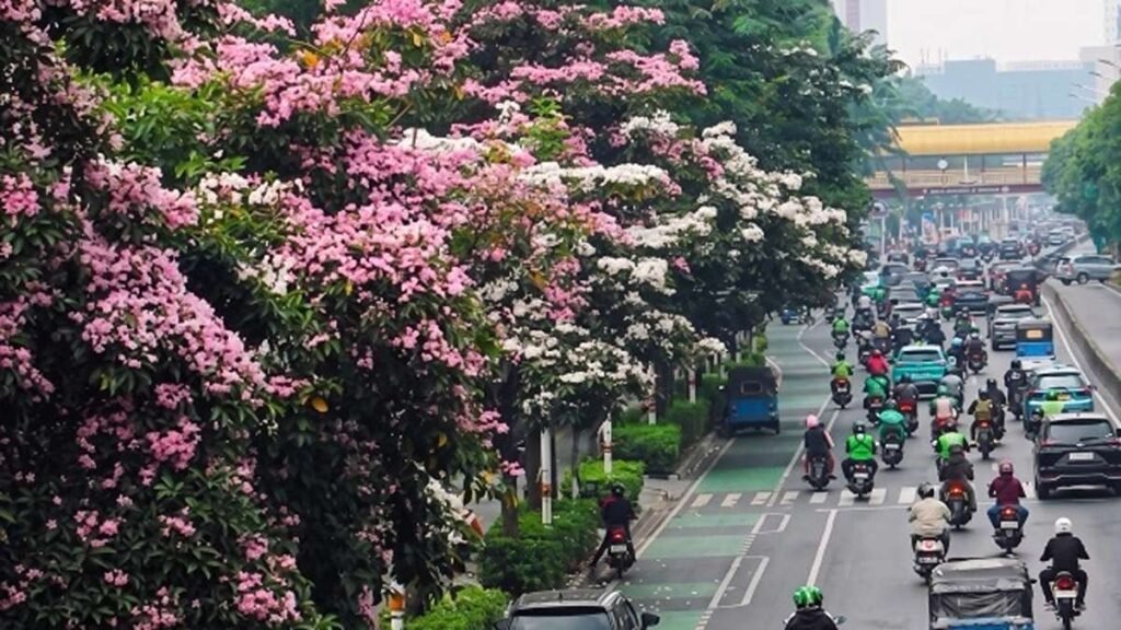 Deretan pohon tabebuya berbunga merah muda dan putih di tepi jalan raya yang dipadati kendaraan di Jakarta