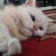 Inilah Alasan Mengapa Kucing Sering Datang ke rumah Anda 62 WhatsApp Image 2026 08 31 at 10.18.49 2