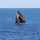 Kecelakaan Kapal Feri Mencekam 94 Orang Resmi Tewas Dihantam Gelombang 57 Kecelakaan Kapal Feri di Zimbabwe Sebuah kapal pesiar tenggelam secara vertikal di tengah laut yang biru, dengan bagian haluan mengarah ke atas