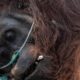 Memprihatinkan, Penyelamatan Orangutan Pingsan Akibat Karhutla 71 images 2026 08 31T084154.403