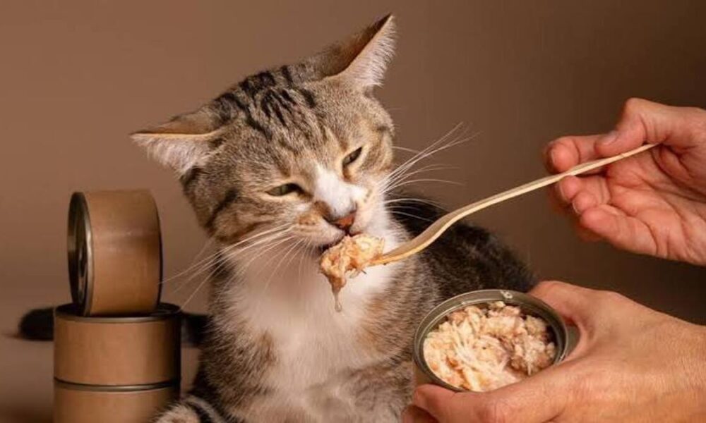 5 Jenis Ikan Terbaik untuk Makanan Kucing Tinggi Protein