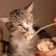 5 Jenis Ikan Terbaik untuk Makanan Kucing Tinggi Protein yang Sangat Ampuh Menjaga Kesehatan Anabul 53 5 Jenis Ikan Terbaik untuk Makanan Kucing Tinggi Protein