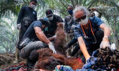 orang utan di ketapang dievakuasi dari kebun warga karena terpapar asap karhutla dok yiari 1788090625821 169