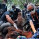 Tragis! Orang Utan Lemas Terdampak Karhutla Dievakuasi dari Kebun Sawit 62 orang utan di ketapang dievakuasi dari kebun warga karena terpapar asap karhutla dok yiari 1788090625821 169
