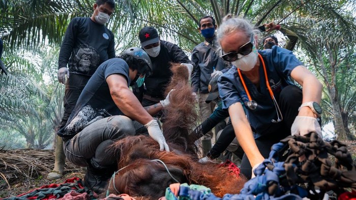 orang utan di ketapang dievakuasi dari kebun warga karena terpapar asap karhutla dok yiari 1788090625821 169