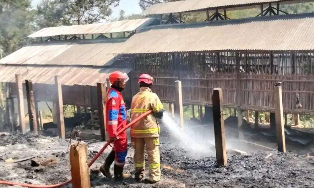 Kebakaran Kandang Ayam Di karanganyar Hanguskan 15 Ribu ekor, Petugas pemadam kebakaran menyemprotkan air ke reruntuhan bangunan yang terbakar