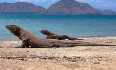 Pelayaran Pulau Komodo Ditutup Mencekam 9-10 September
