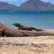 Pelayaran Pulau Komodo Ditutup Mencekam 9-10 September