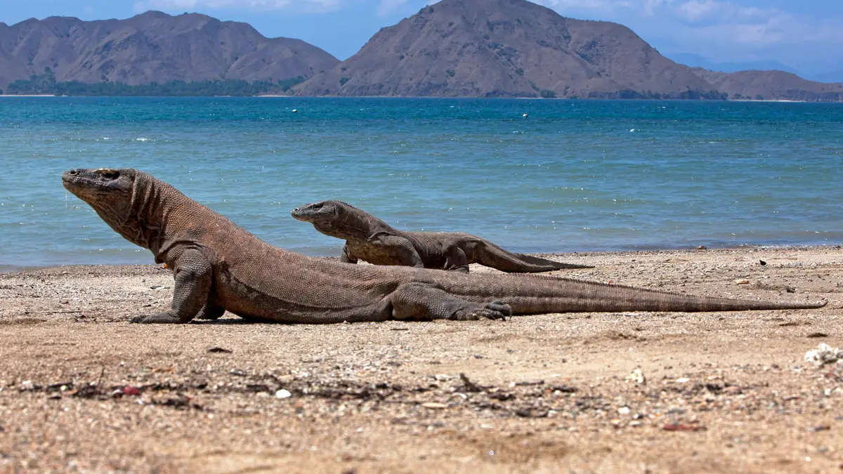 Pelayaran Pulau Komodo Ditutup Mencekam 9-10 September