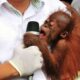 Geger! Misteri Penemuan Bayi Orang Utan di Hutan India Terungkap 55 1000000716 2 11zon
