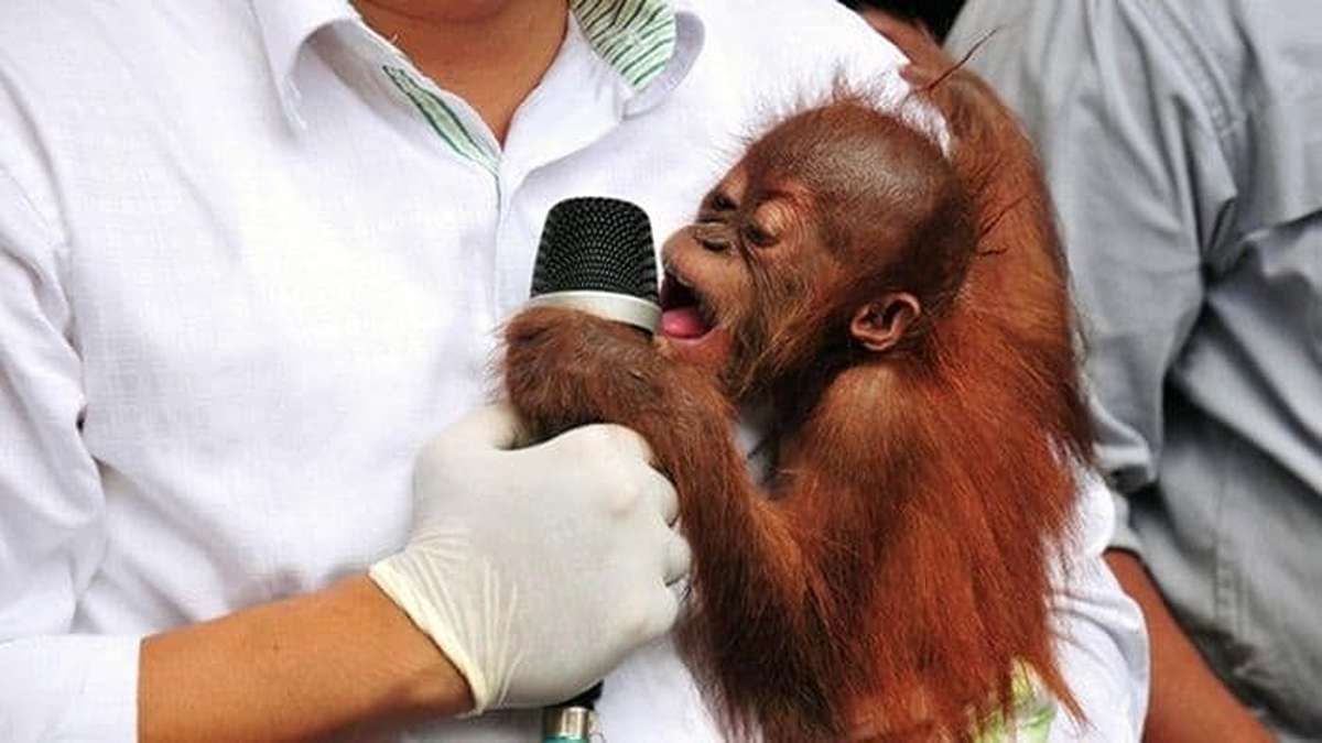 Geger! Misteri Penemuan Bayi Orang Utan di Hutan India Terungkap 51 1000000716 2 11zon