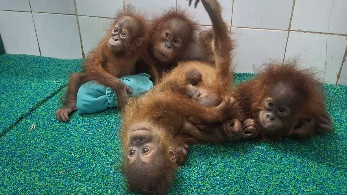 Geger! Misteri Penemuan Bayi Orang Utan di Hutan India Terungkap 53 1000000720
