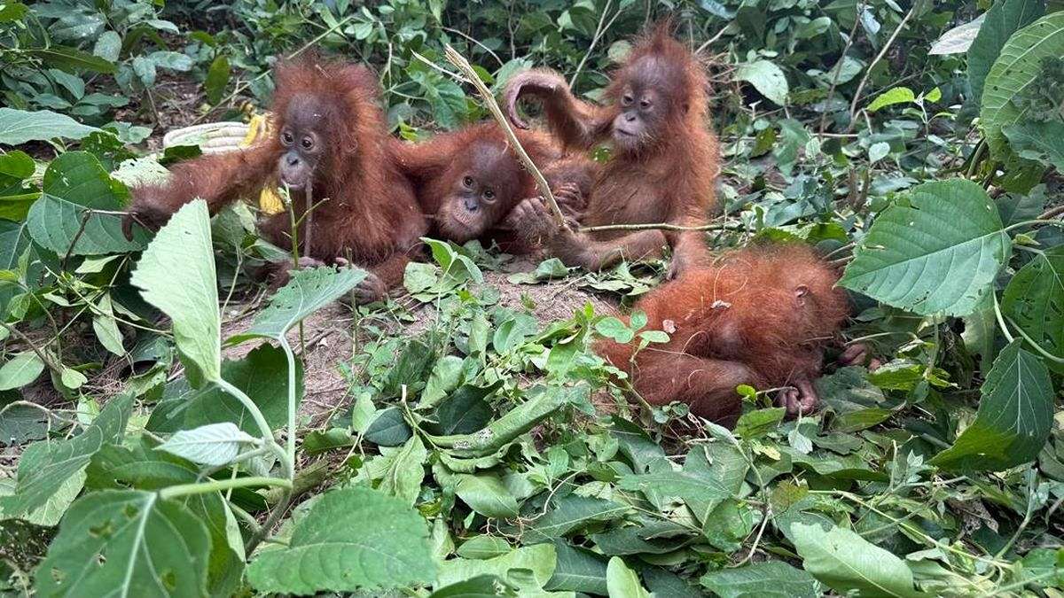 Geger! Misteri Penemuan Bayi Orang Utan di Hutan India Terungkap 52 1000000722