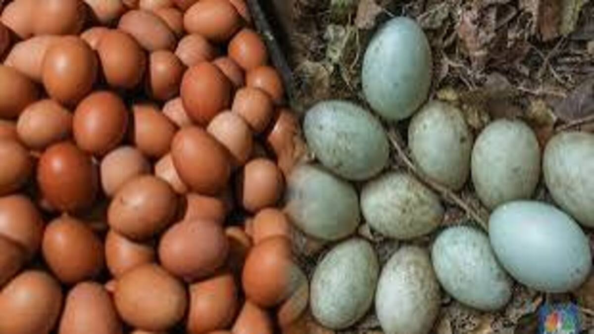 Terbukti Ampuh! 5 Makanan Tinggi Protein Lawan Peradangan Pengganti Telur 51 IMG 0966