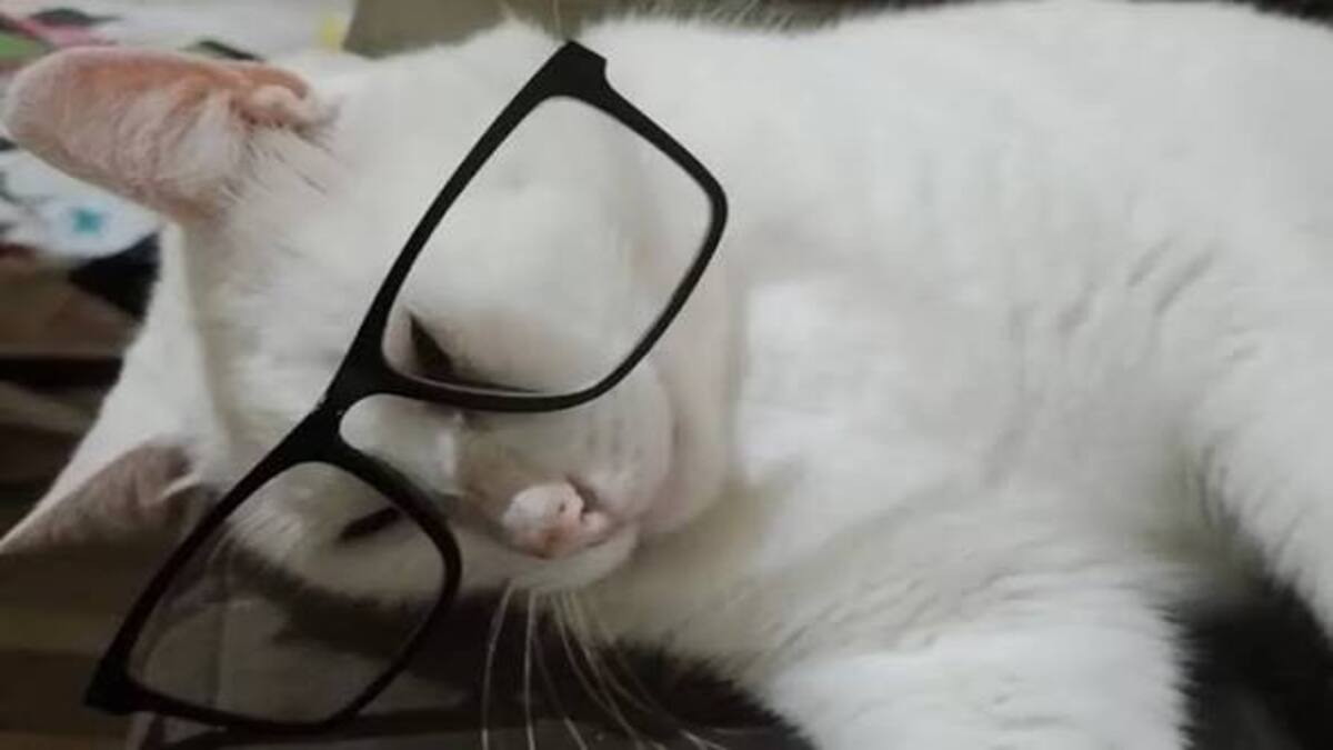 Terbongkar! Rahasia Mengapa Kucing Putih Dianggap Bloon 53 IMG 1423