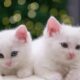 Terbongkar! Rahasia Mengapa Kucing Putih Dianggap Bloon 174 IMG 1425