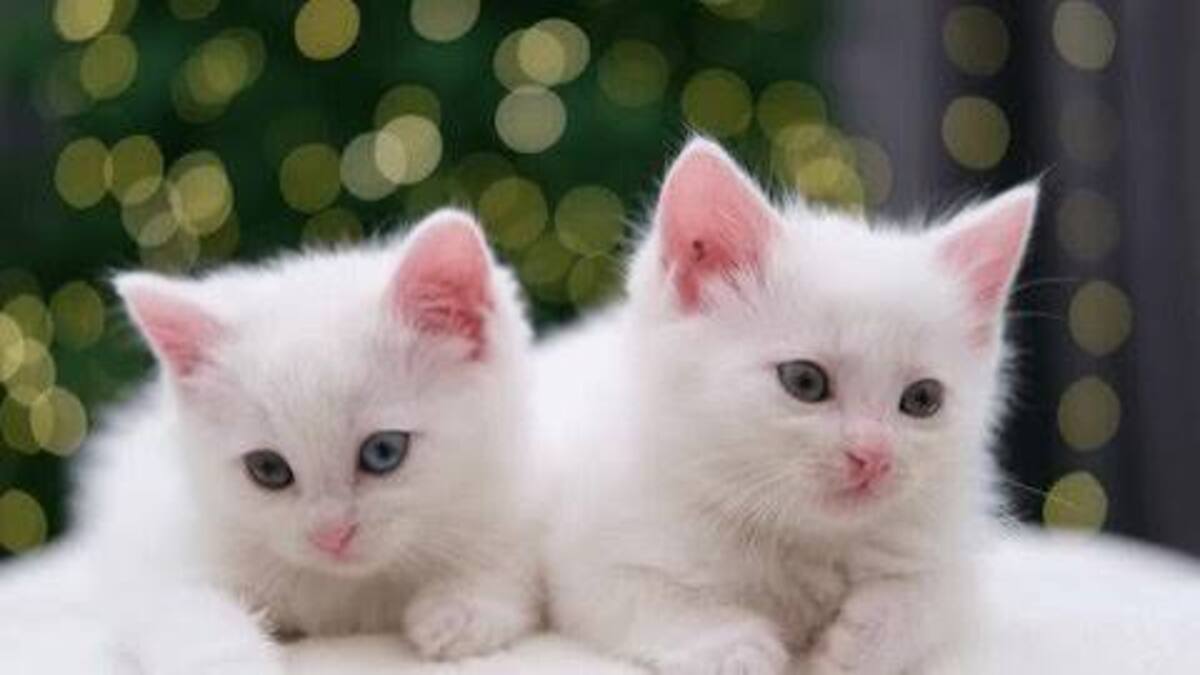 Terbongkar! Rahasia Mengapa Kucing Putih Dianggap Bloon 51 IMG 1425