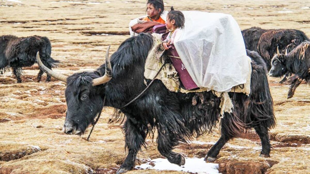 Proyek Misterius China Lahirkan Hewan Yak Tibet Hasil Kloning 51 WhatsApp Image 2026 09 04 at 09.22.22 2 1