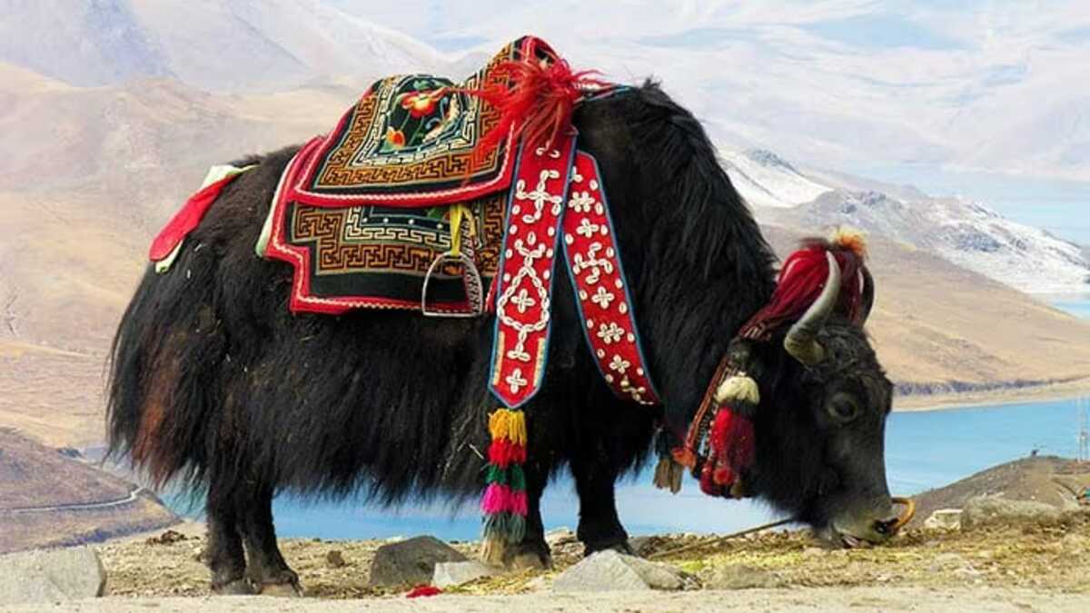 Proyek Misterius China Lahirkan Hewan Yak Tibet Hasil Kloning 52 WhatsApp Image 2026 09 04 at 09.22.22 3