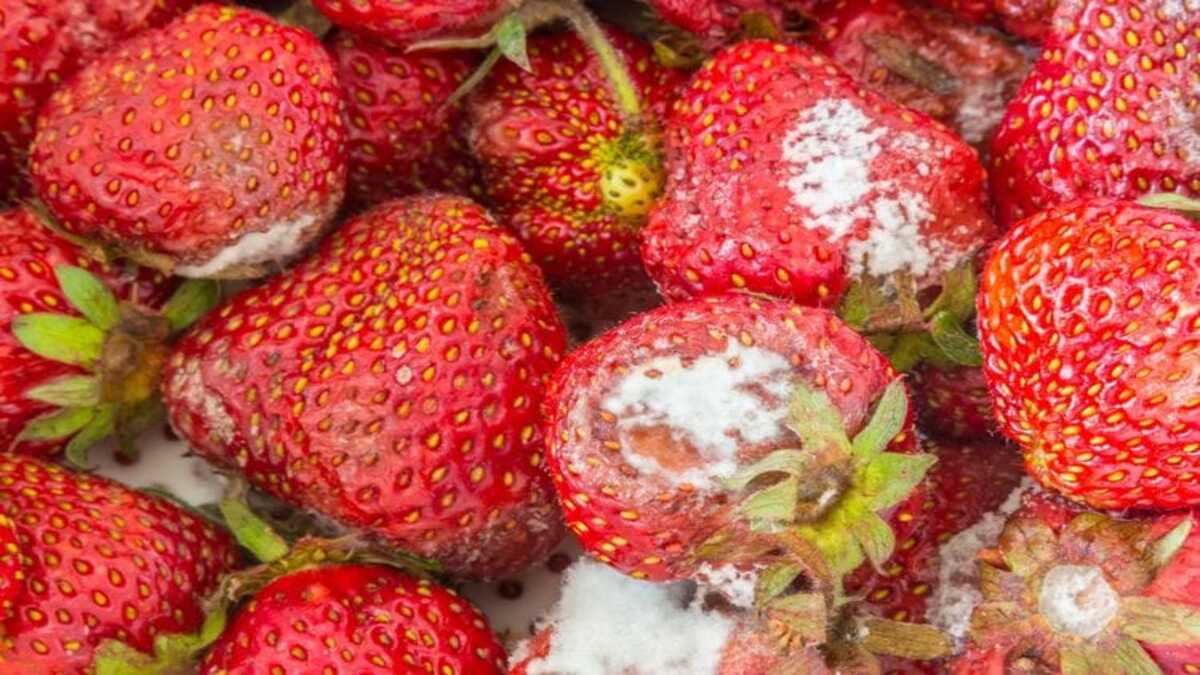 Fakta Medis Makanan Berjamur Dipotong Bagian Busuknya, Aman atau Berbahaya? 52 WhatsApp Image 2026 09 15 at 09.10.21 2 1