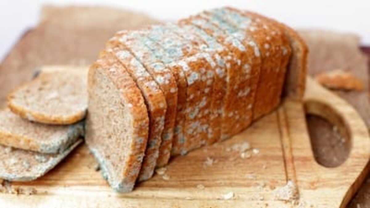 Fakta Medis Makanan Berjamur Dipotong Bagian Busuknya, Aman atau Berbahaya? 53 WhatsApp Image 2026 09 15 at 09.10.21 3