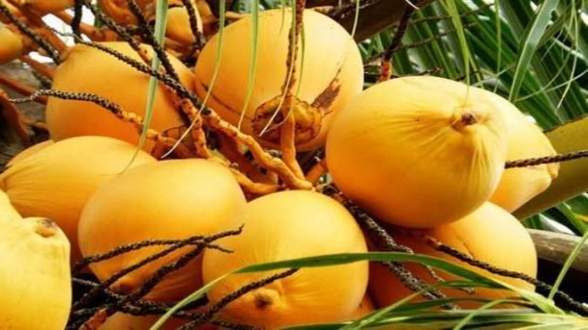 Rahasia 5 Mitos Kelapa Kuning, Benarkah Bisa Tingkatkan Kesuburan? 52 images 10 1 1