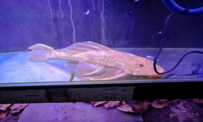 Seekor ikan sapu-sapu albino berwarna kuning pucat berada di dalam akuarium berair kebiruan