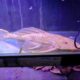 Seekor ikan sapu-sapu albino berwarna kuning pucat berada di dalam akuarium berair kebiruan