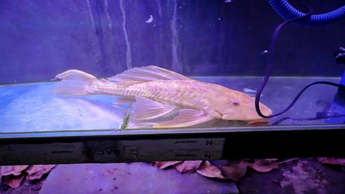 Seekor ikan sapu-sapu albino berwarna kuning pucat berada di dalam akuarium berair kebiruan