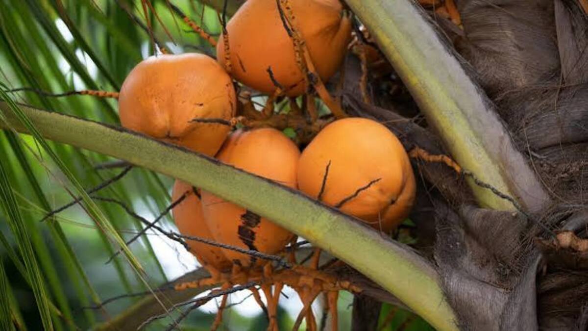 Rahasia 5 Mitos Kelapa Kuning, Benarkah Bisa Tingkatkan Kesuburan? 51 5 Mitos Kelapa Kuning, Benarkah Bisa Tingkatkan Kesuburan?