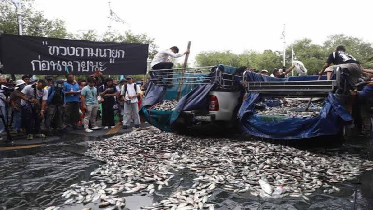 Darurat! Thailand Berantas Ikan Nila Hitam Invasif yang Merusak Perairan 51 images 2026 09 15T092537.205