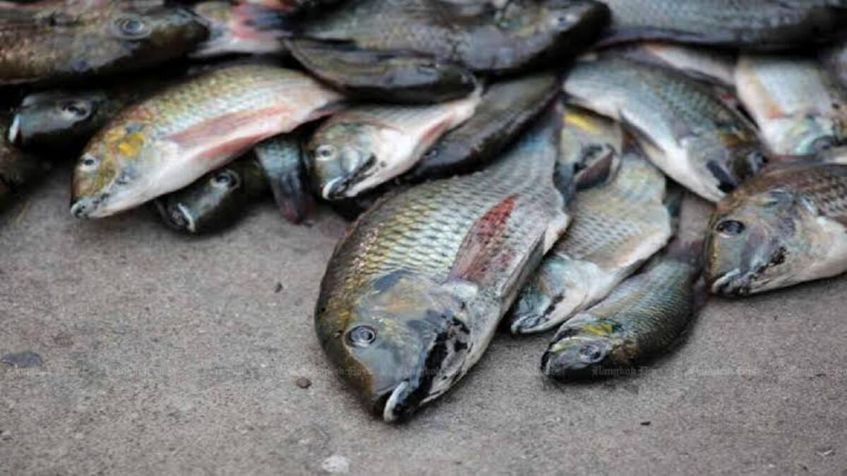 Darurat! Thailand Berantas Ikan Nila Hitam Invasif yang Merusak Perairan 52 Thailand Berantas Ikan Nila Hitam Invasif yang Merusak Perairan