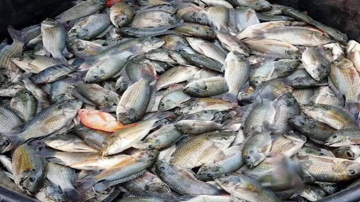 Darurat! Thailand Berantas Ikan Nila Hitam Invasif yang Merusak Perairan 53 images 2026 09 15T092559.609