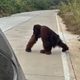 Geger! Orang Utan Liar Muncul di Jalan Poros Sangatta Rantau Pulung, Warga Diminta Waspada 57 images 2026 09 15T142137.798