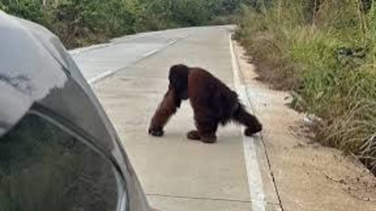 Geger! Orang Utan Liar Muncul di Jalan Poros Sangatta Rantau Pulung, Warga Diminta Waspada 51 images 2026 09 15T142137.798